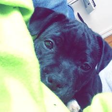 Staffordshire bull terrier Zoey