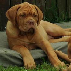 Dogue de bordeaux Karla