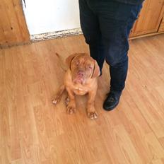 Dogue de bordeaux Karla