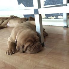 Dogue de bordeaux Luba