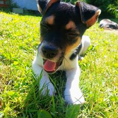 Blanding af racer Chino