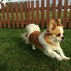 Blanding af racer Noddy