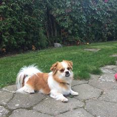 Blanding af racer Noddy