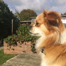 Blanding af racer Noddy