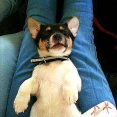 Blanding af racer Chino