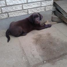 Labrador retriever Kenzo