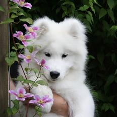 Samojedhund Whitespeciel's Blanc Bijou Raguel (Dexter)