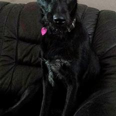 Blanding af racer Jessie