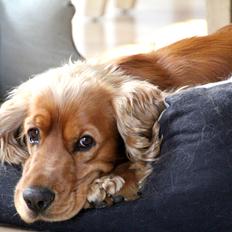Cocker spaniel Viktor