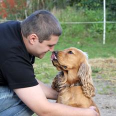 Cocker spaniel Viktor