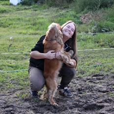 Cocker spaniel Viktor