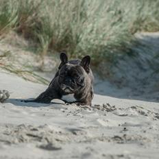 Fransk bulldog Lui Aimeé Gorgeous Coco Celeste