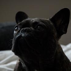 Fransk bulldog Lui Aimeé Gorgeous Coco Celeste