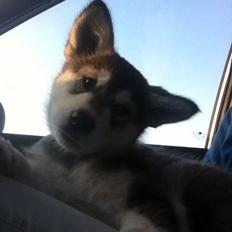 Alaskan malamute Kiara