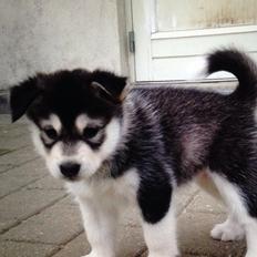 Alaskan malamute Kiara