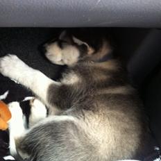 Alaskan malamute Kiara