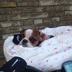 Blanding af racer Bernie