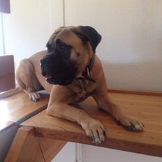 Bullmastiff Daisy
