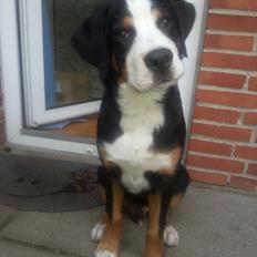 Blanding af racer Grosser; Jessie