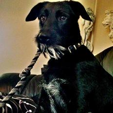 Blanding af racer Jessie