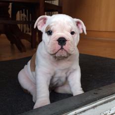 Engelsk bulldog Molosshusets Wonderfull Washington aka.Thor