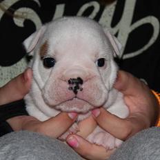 Engelsk bulldog Molosshusets Wonderfull Washington aka.Thor