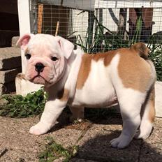 Engelsk bulldog Molosshusets Wonderfull Washington aka.Thor