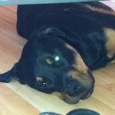Rottweiler Coco . R.I.P
