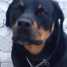 Rottweiler Coco . R.I.P