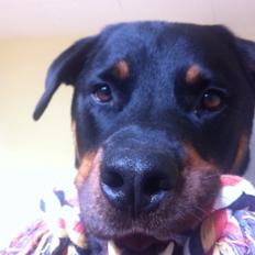 Rottweiler Coco . R.I.P