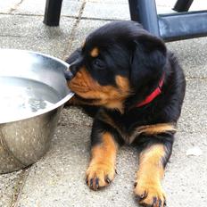 Rottweiler Kakestto´s Lucie