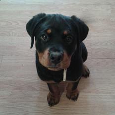 Rottweiler Kakestto´s Lucie