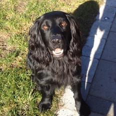 Field Trial Cockerspaniel Meulengrath Bobby Junior [FT COKER SPANIEL]