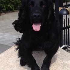 Field Trial Cockerspaniel Meulengrath Bobby Junior [FT COKER SPANIEL]