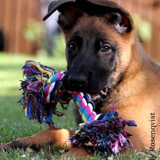 Malinois Mallesmedens 007 (kaldenavn: Ecco).