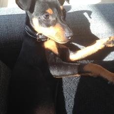 Dvaergpinscher Roxy