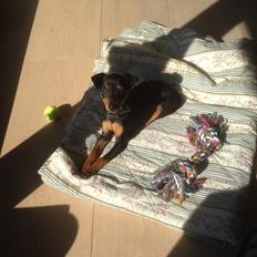 Dvaergpinscher Roxy