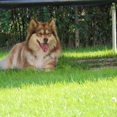 Finsk lapphund Lejoncrona Ecco