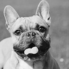 Fransk bulldog Mojo