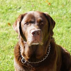 Labrador retriever Louie