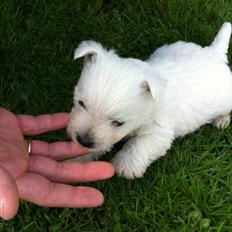 West highland white terrier Sodemarken's Lucky Luke