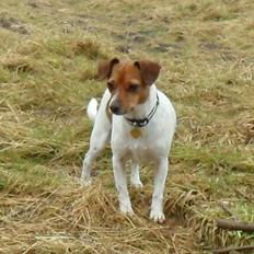 Dansk svensk gaardhund Vaks