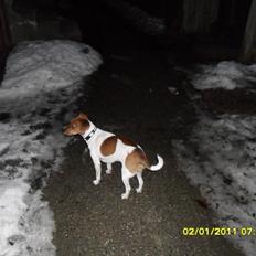 Dansk svensk gaardhund Vaks