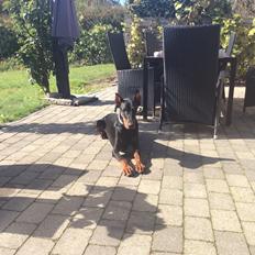 Dobermann Kenzo