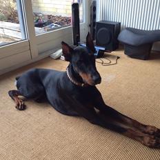 Dobermann Kenzo