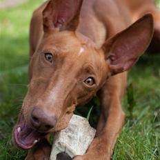 Pharaohound Myrna (My)