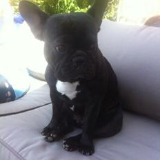 Fransk bulldog Abaldcans Le Bell