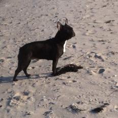 Fransk bulldog Abaldcans Le Bell