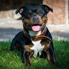 Staffordshire bull terrier Shirley 