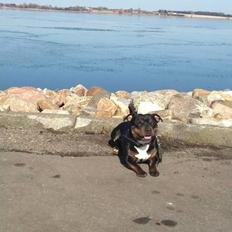 Staffordshire bull terrier Shirley 